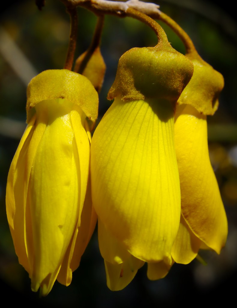 พิมพ์ตัดลิลลี่ภูเขา (Cutter Mold Kowhai flower)