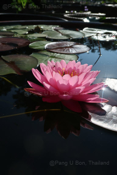 บัวฝรั่ง 'ชมพูไพรัตน์' / Hardy Waterlily N.'Chompoo Pairat'