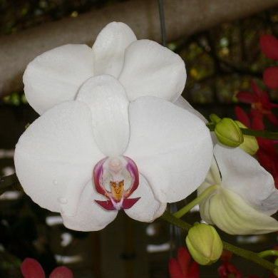 พิมพ์ตัดดอกกล้วยไม้ฟาแลนด์ Size L,M,S (Aluminum mold cutter Phalaenopsis orchids)