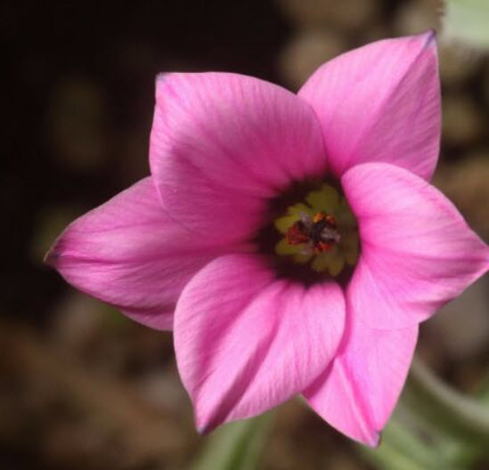 โรมูเลีย (Romulea tetragona) สีชมพู / 5 เม็ด (Spain)