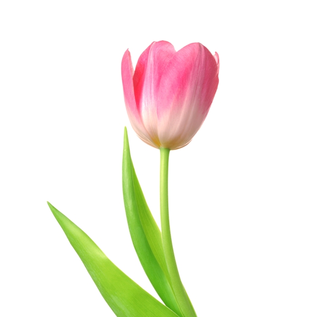 เรซินอัดลายดอกทิวลิป(Veiners tulips.)