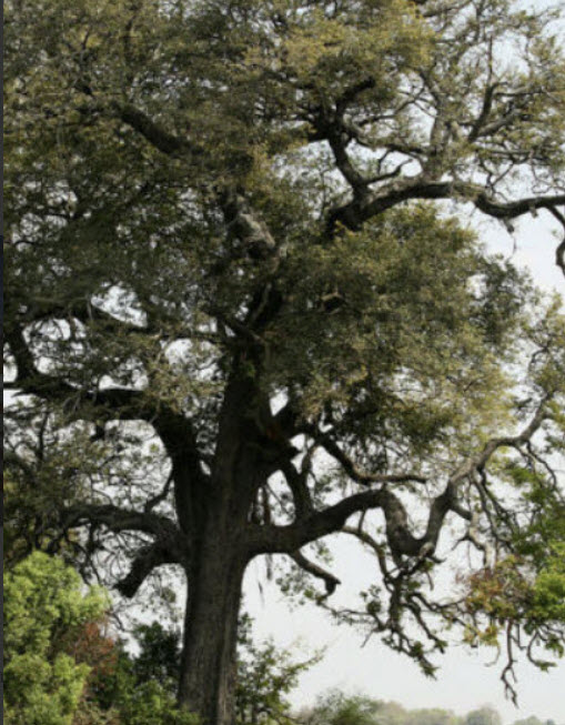 แบล็ควูด หรือ อัฟริกันแบล็ควูด (African Blackwood) / 5 เม็ด (Portugal)*