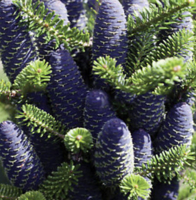 สนเกาหลี (Abies Koreana) สีม่วง / 25 เม็ด (China)*