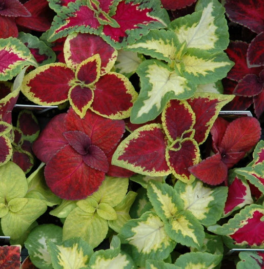 ฤาษีผสมแฟนซี (Coleus - blumei Rainbow) / 100 เม็ด (France)*