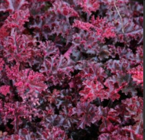 ฮิวเชร่า (Heuchera - Melting Fire) / 15 เม็ด (Australia)*