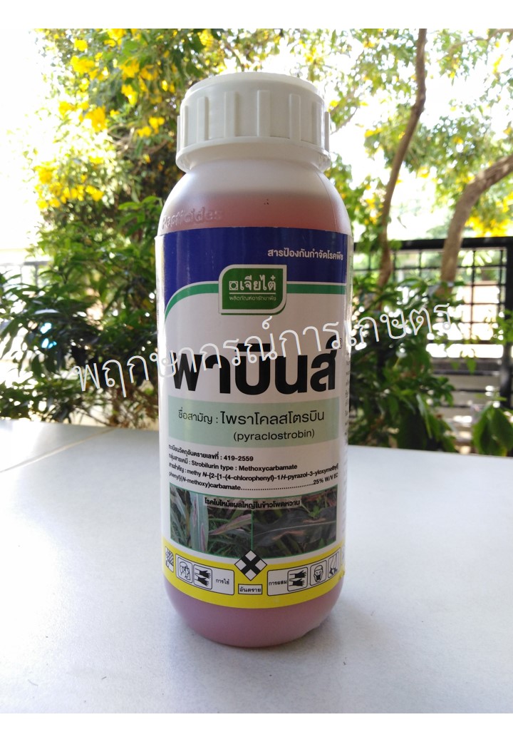 พาบินส์ 500 ซีซี