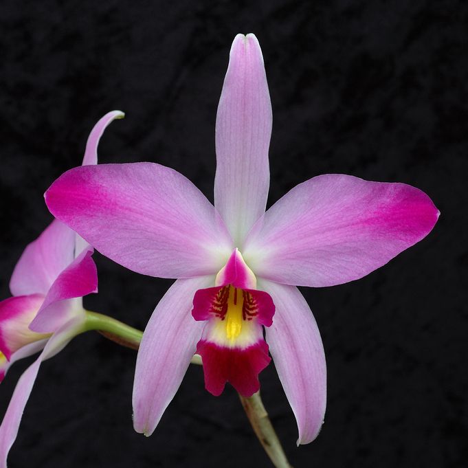 พิมพ์ตัดดอกกล้วยไม้แลเลีย(Aluminum mold cutter laelia anceps lindley)
