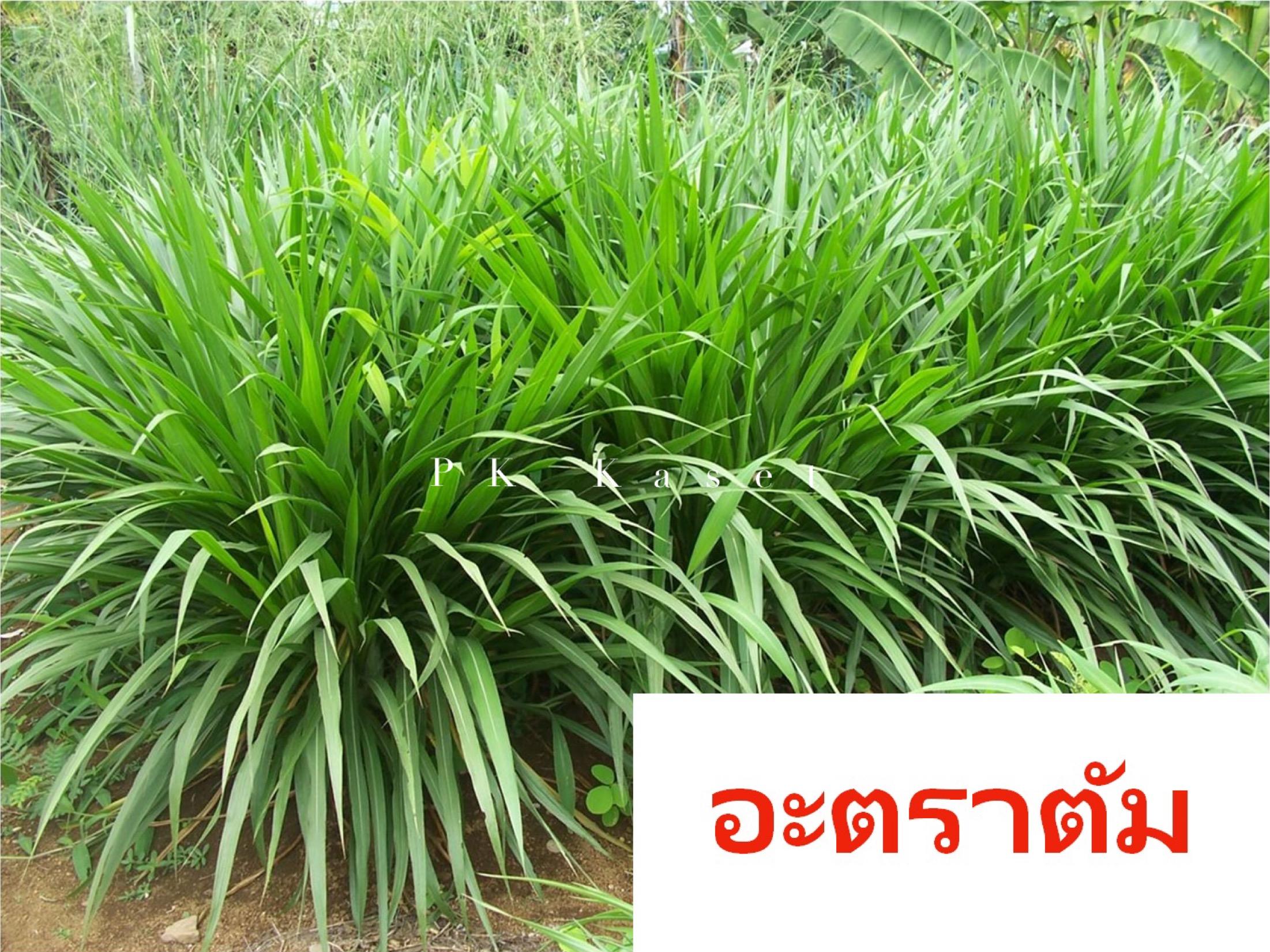 เมล็ดหญ้า อะตราตัม ขนาด 1 kg หญ้าเลี้ยงสัตว์ Paspalum atratum