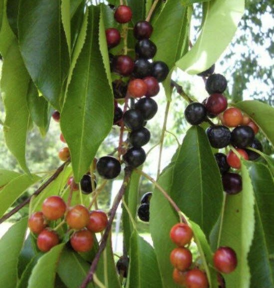 เชอร์รี่ดำ (Black Cherry / Prunus serotina) / 10 เม็ด (France)