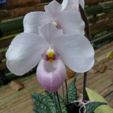 พิมพ์ตัดอก+ใบรองเท้านารี เดเลนาติไอ ( Aluminum mold cutter Paphiopedilum delenatii)
