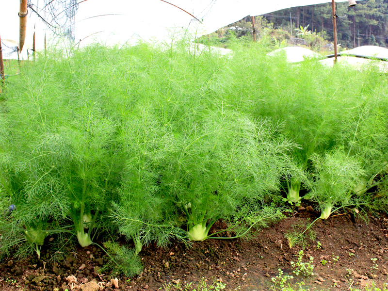 ยี่หร่าฝรั่ง (Fennel) / 200 เม็ด (USA)