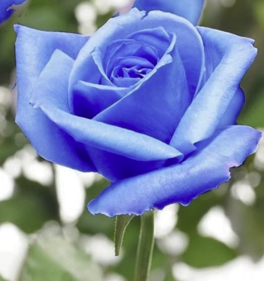 กุหลาบสีฟ้า (Blue Rose) / 5 เม็ด (USA)
