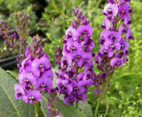 ฮาเดนเบอเจียชมพู (Hardenbergia violacea Rosea) / 10 เม็ด (Portugal)