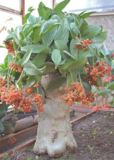 องุ่นนามิเบีย (Namibian grape) หรือองุ่นต้น / เม็ด (Israel) สินค้า Pre-order