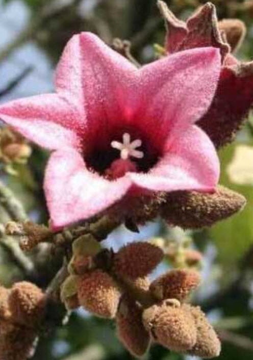 Lacebark Kurrajong หรือ Pink Kurrajong / 5 เม็ด (Australia)*