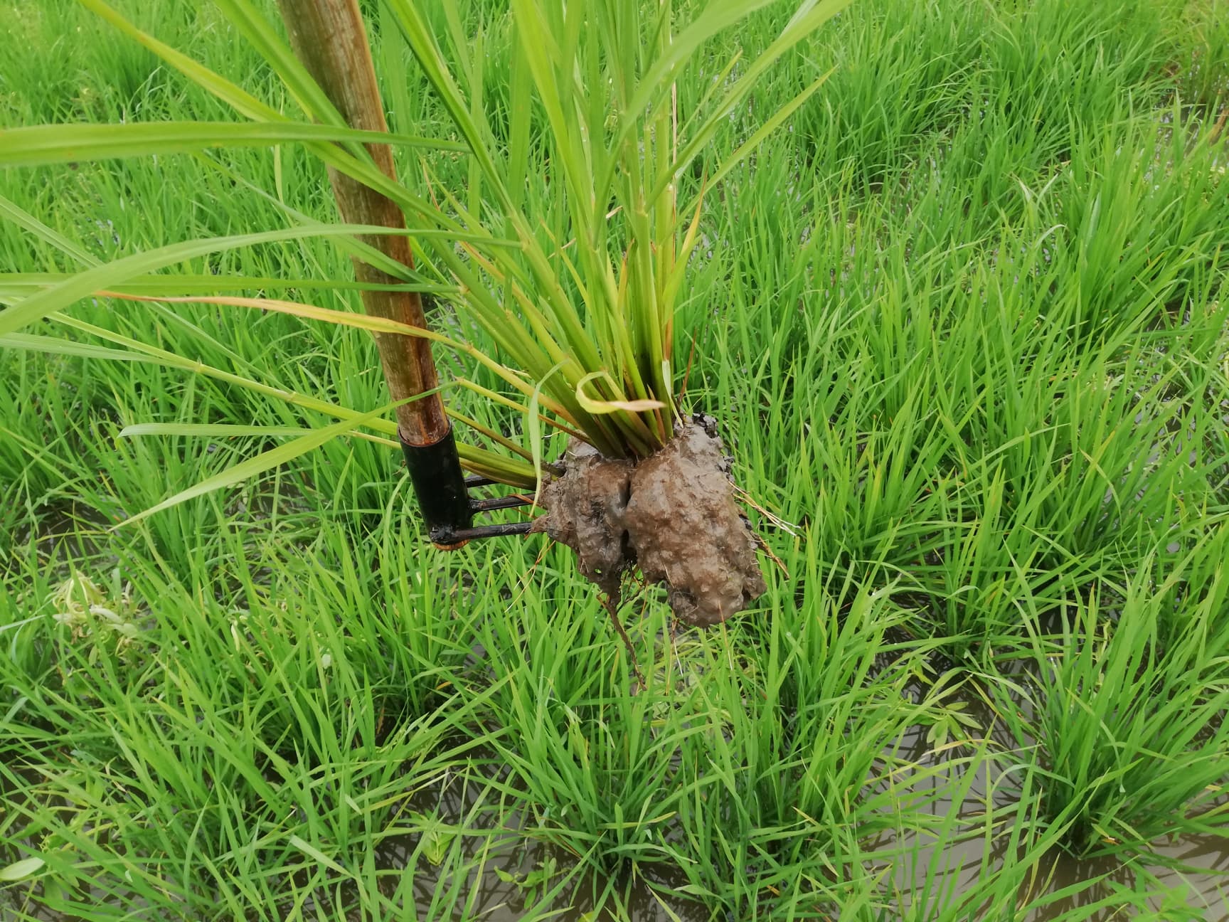 เหล็กซ่อมข้าว คราดย้ายข้าว ขนาด 6 หุน ส่งฟรีเก็บเงินปลายทาง ราคาถูกและมีราคาส่งให้ไปขายต่อ