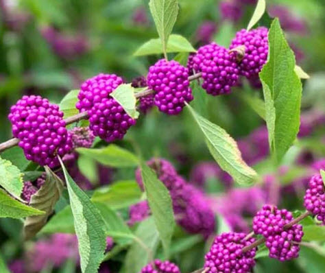 อเมริกันบิวตี้เบอรี่ (America Beauty Berry) / 20 เม็ด (USA)*