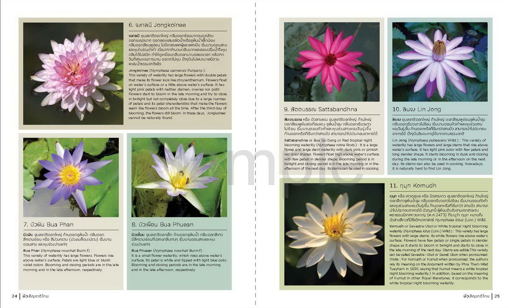 หนังสือ บัวสัญชาติไทย ในปางอุบล