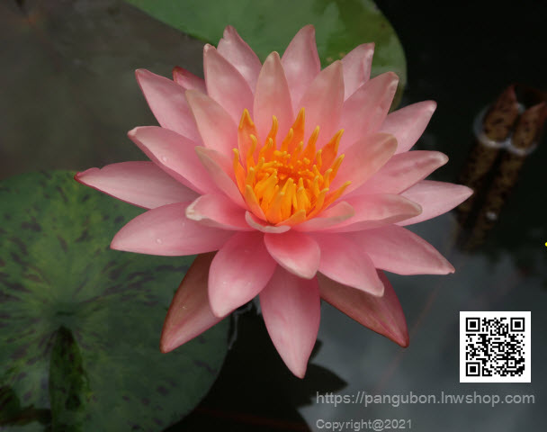 บัวฝรั่ง 'เพอร์รี่ออเรนจ์ซันเซ็ต' / Hardy Waterlily N.'Perry's Orange Sunset'
