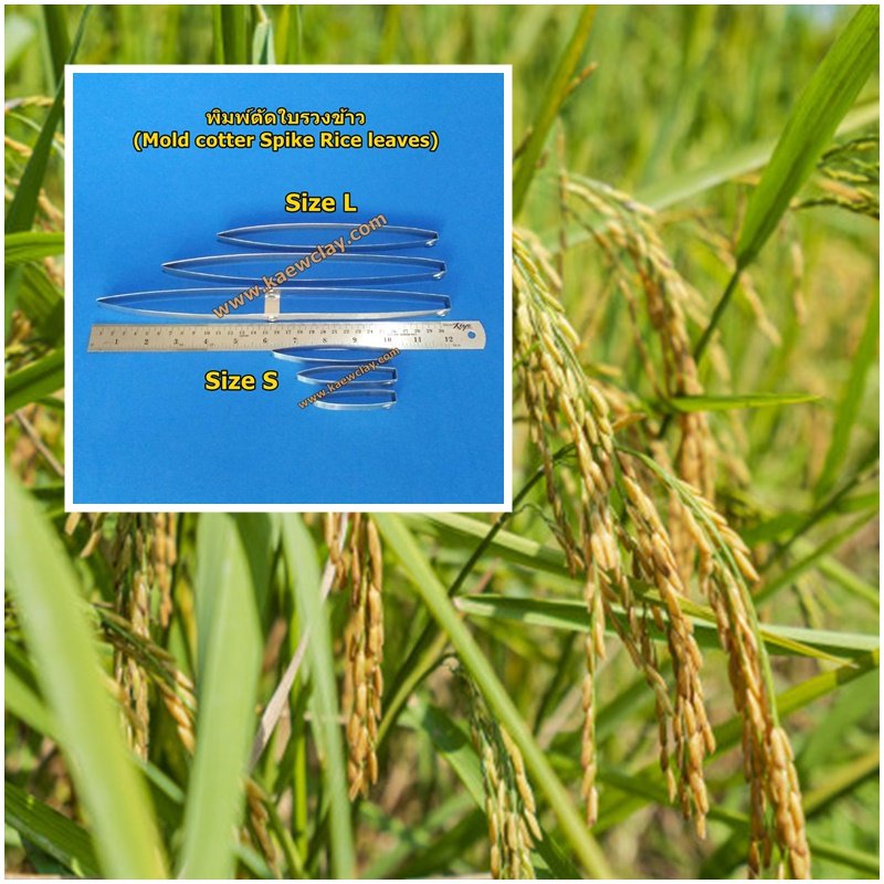 พิมพ์ตัดใบรวงข้าว (Mold cotter Spike Rice leaves)