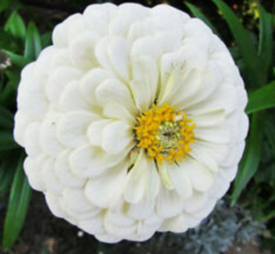 บานชื่น โพล่าร์แบร์ (Zinnia - Polar Bear) สีขาว / 110 เม็ด (UK)*