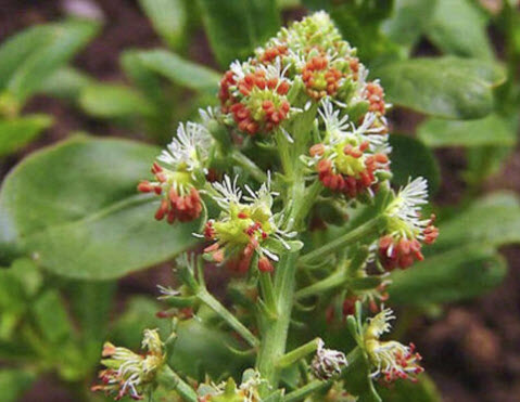 มิกโนเน่ต์ (Mignonette / Reseda Odorata) / 1,200 เม็ด (UK)