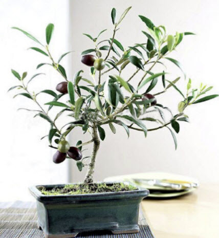 มะกอกโอลีฟ บอนไซ (Olive Oil Bonsai / Olea europaea) / 5 เม็ด (Spain)*