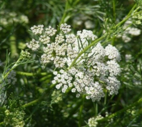 เทียนสัตตบุษย์ (Pimpinella anisum) / 100 เม็ด (France)