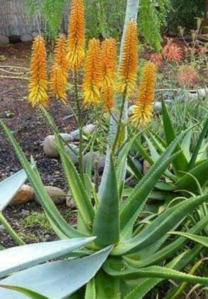 ว่านหางจระเข้ Aloe of Namibia / 10 เม็ด (Portugal)*