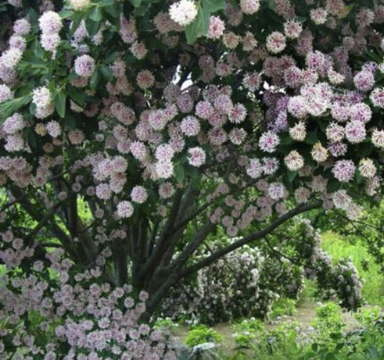 ปอมปอม (Pompom tree / Dais Cotinifolia) / 10 เม็ด (UK)