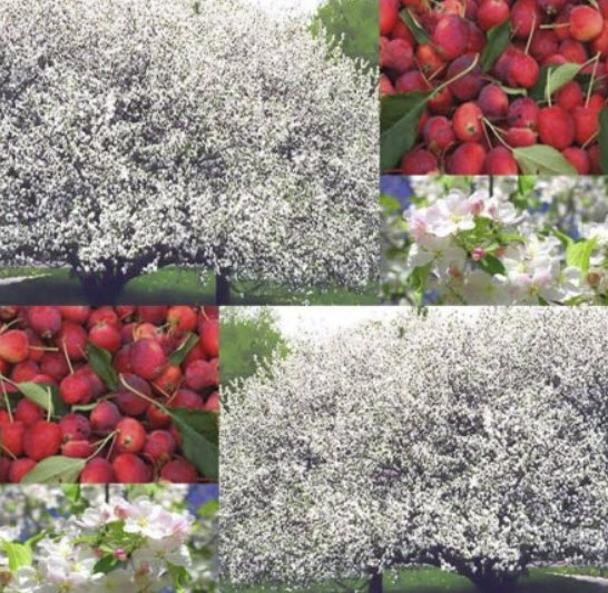 ไซบีเรียน แครปแอปเปิ้ล (Siberian Crabapple) / 10 เม็ด (Moldova)