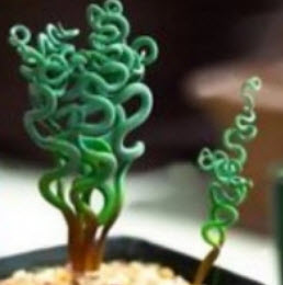 สไปร่อล แกรส (Spiral Grass) / 25 เม็ด (USA)*
