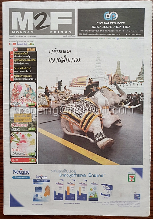 หนังสือพิมพ์ M2F วันพุธที่ 9 พฤศจิกายน พ.ศ. 2559 (1,243) 11 ช้างงางาม ถวายสักการะ
