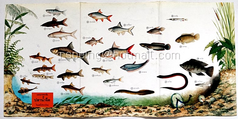 แผ่นภาพหาชื่อ ปลาน้ำจืด ในแม่น้ำลำธารไทย
