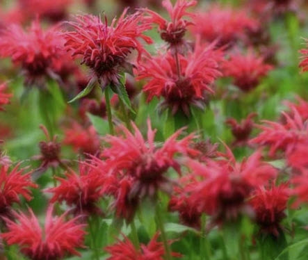บีบาล์ม (Bee Balm / Monarda Didyma) คละ / 25 เม็ด (Moldova)