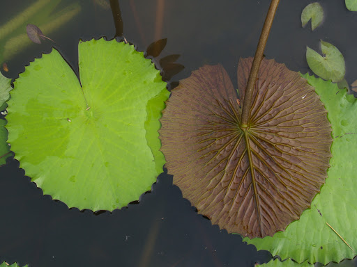 พิมพ์อัดลายใบบัวสาย (Veiners WATER LILY leaves)