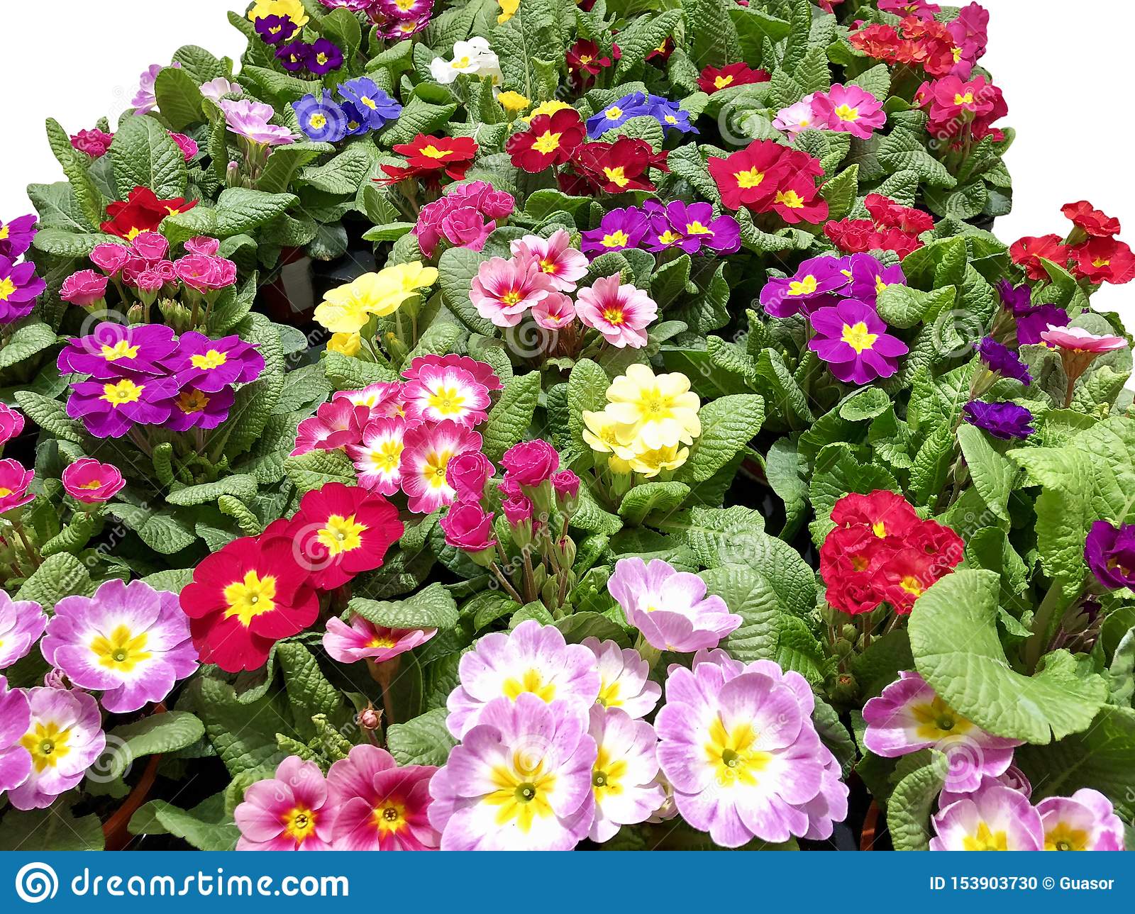 พิมพ์ตัดดอก+ใบพริมโรส(Mold cutter Primula Flowers -Primrose)