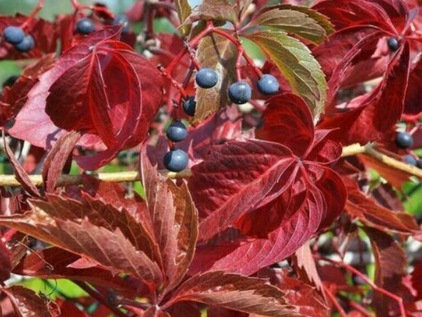 เวอร์จิเนีย ครีพเปอร์ (Virginia Creeper) / 25 เม็ด (Hungary)