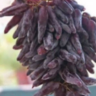 องุ่นนิ้ว หรือองุ่นนิ้วมือนาง (Finger grape) / 25 เม็ด*