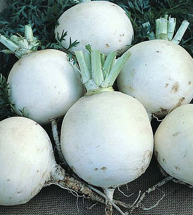 เทอร์นิพ - สโนว์บอล (Turnip - Snowball) / 50 เม็ด (UK)