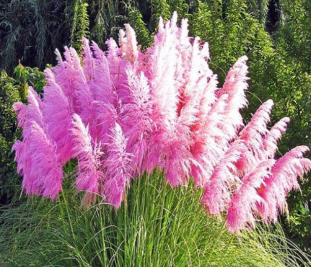 หญ้าภูเขา (Pampas grass) สีชมพู / 200 เม็ด (UK)*
