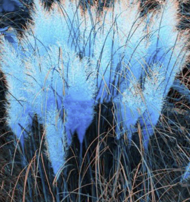 หญ้าภูเขา (Pampas grass) สีฟ้า / 400 เม็ด*
