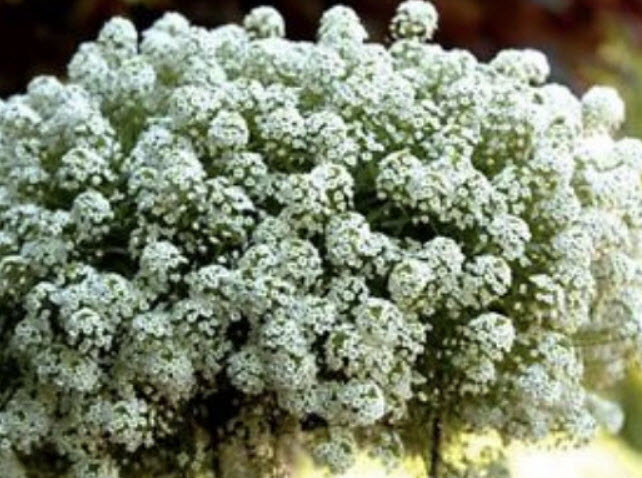 อลิสซั่ม (Alyssum / Carpet of Snow) สีขาว / 400 เม็ด (Australia)*