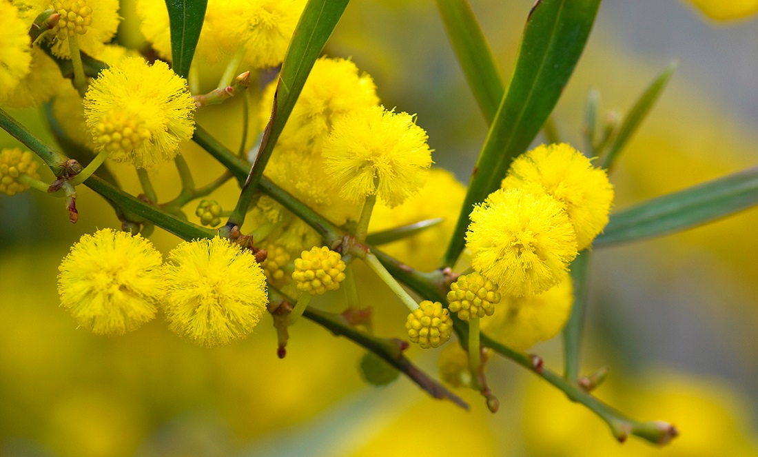 พิมพ์ตัดโกลเด้น วัทเทิ้ล(Cutter Mold golden wattle)