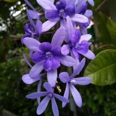 พิมพ์อลูมิเนียมตัดดอก+ใบพวงคราม(Aluminum mold cutter Petrea volubilis + leaves )