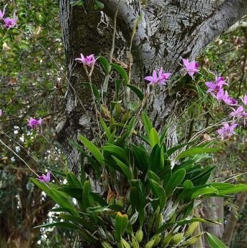 พิมพ์ตัดดอกกล้วยไม้แลเลีย(Aluminum mold cutter laelia anceps lindley)