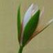 ดอกตูมบัวสาย (water lily)