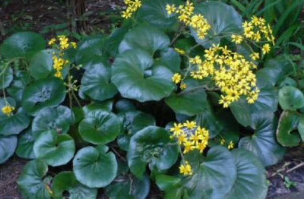 เสือดาว (Leopard Plant) / 10 เม็ด (USA)*