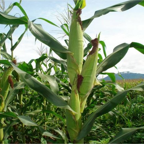 พิมพ์อลูมิเนียมตัดต้นและฝักข้าวโพด(Aluminum mold cutter Maize(corn) + leaves )