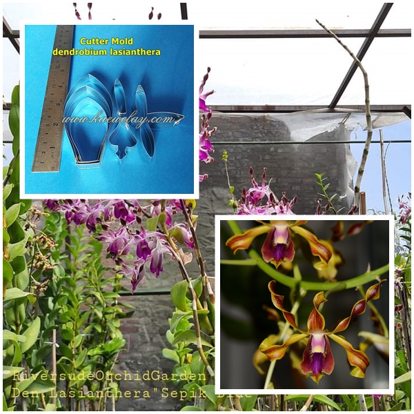 Cutter Mold dendrobium lasianthera